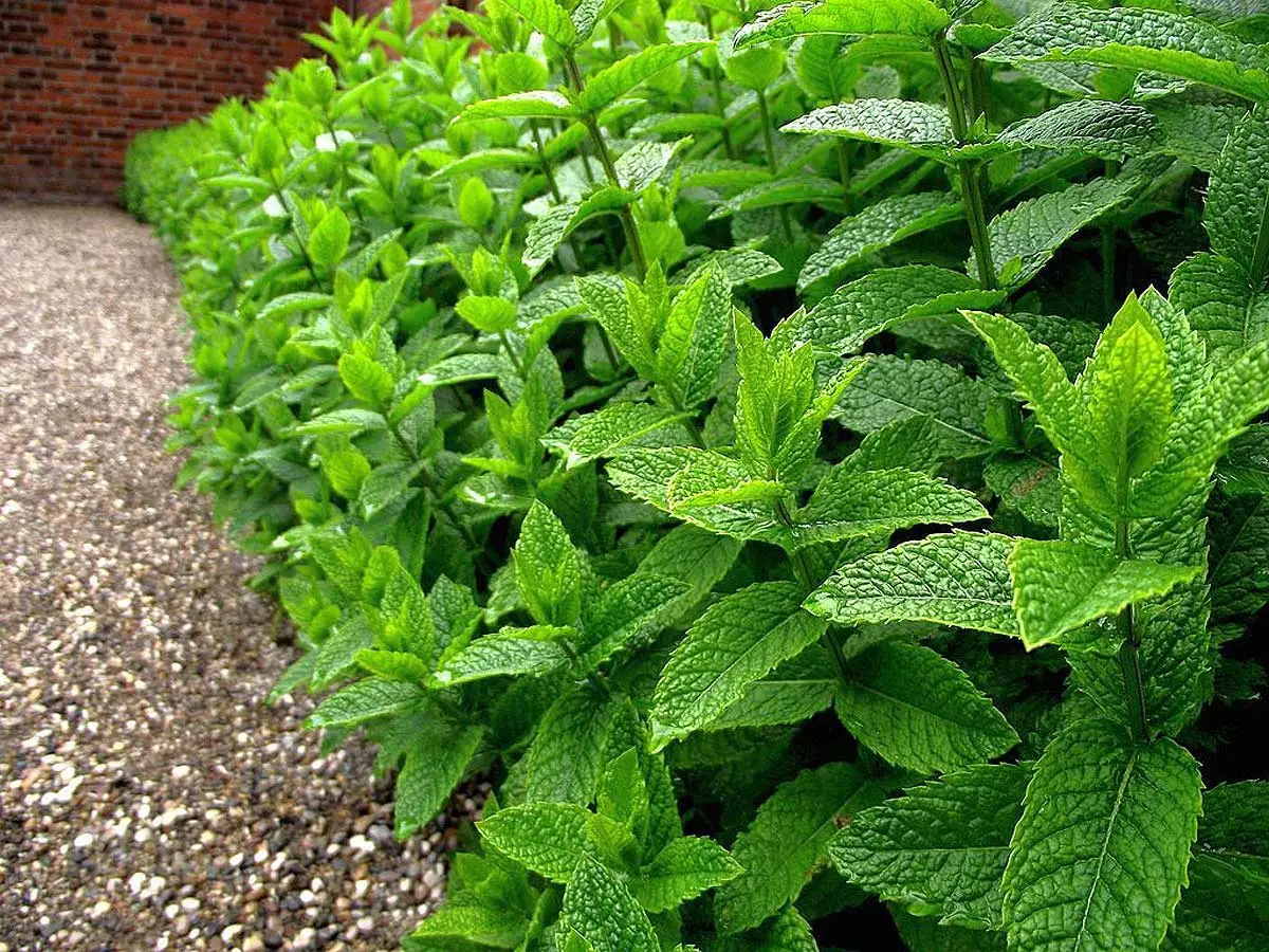 Hortelã-pimenta (mentha x piperita).