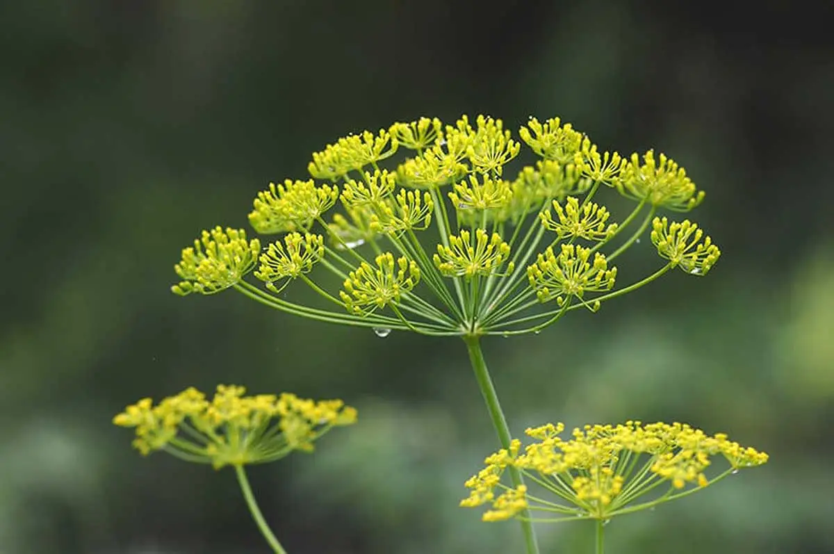 Plantas de erva-doce para o jardim de inverno.