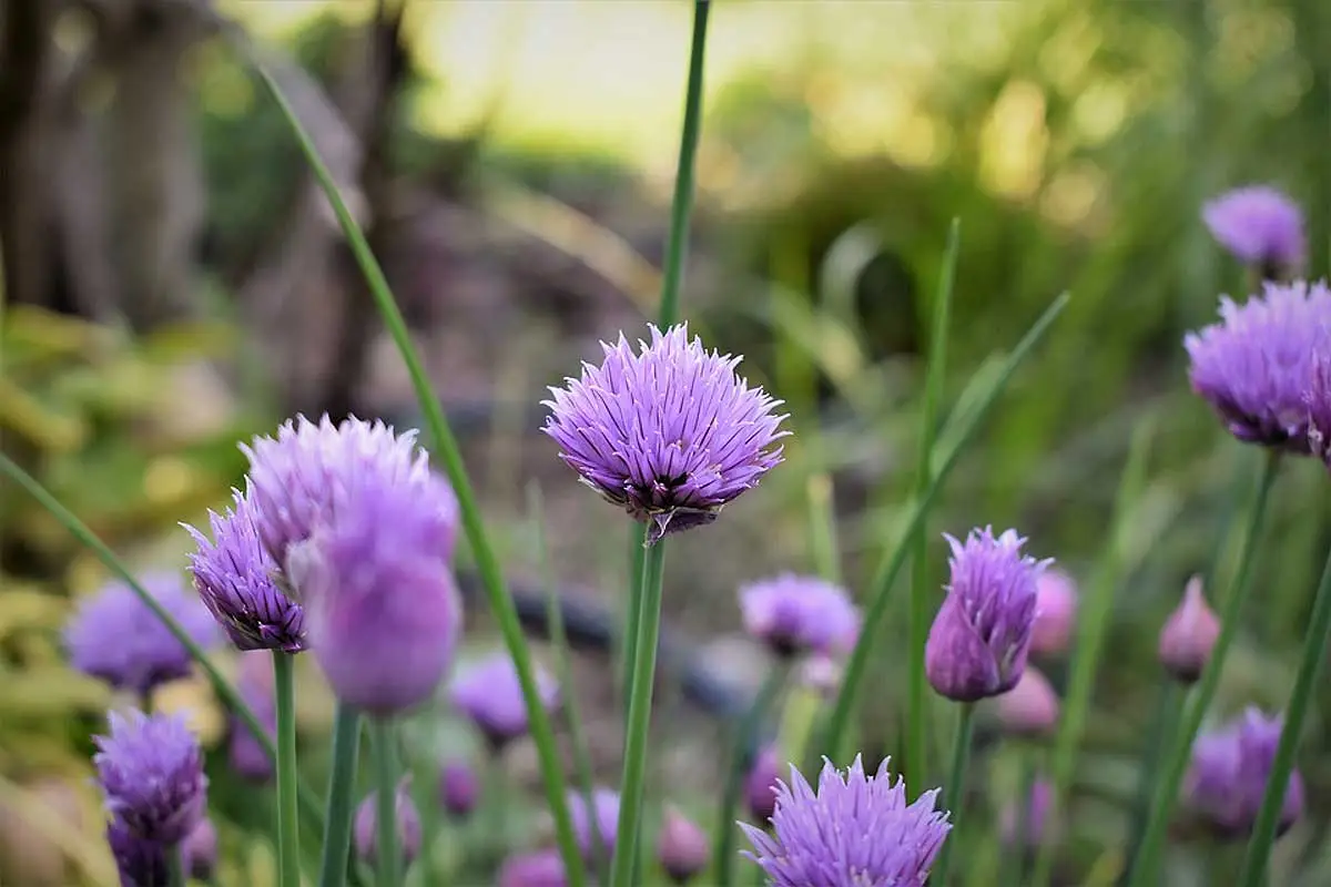 Flores de cebolinha