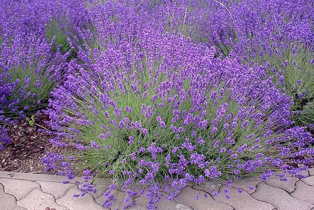 Plantas de lavanda no jardim de inverno.