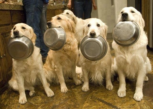 10 erros que você deve evitar na alimentação do seu cachorro