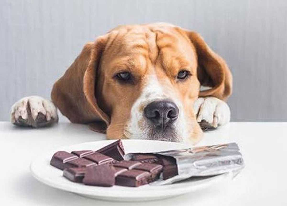 Comida de cachorro. Alimentos que o seu cachorro não pode comer